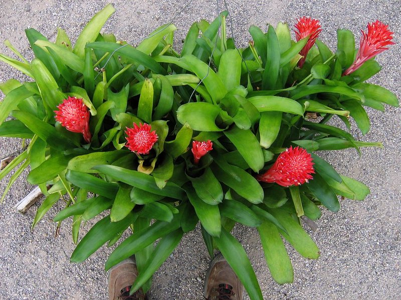 Foolproofplant photo 7