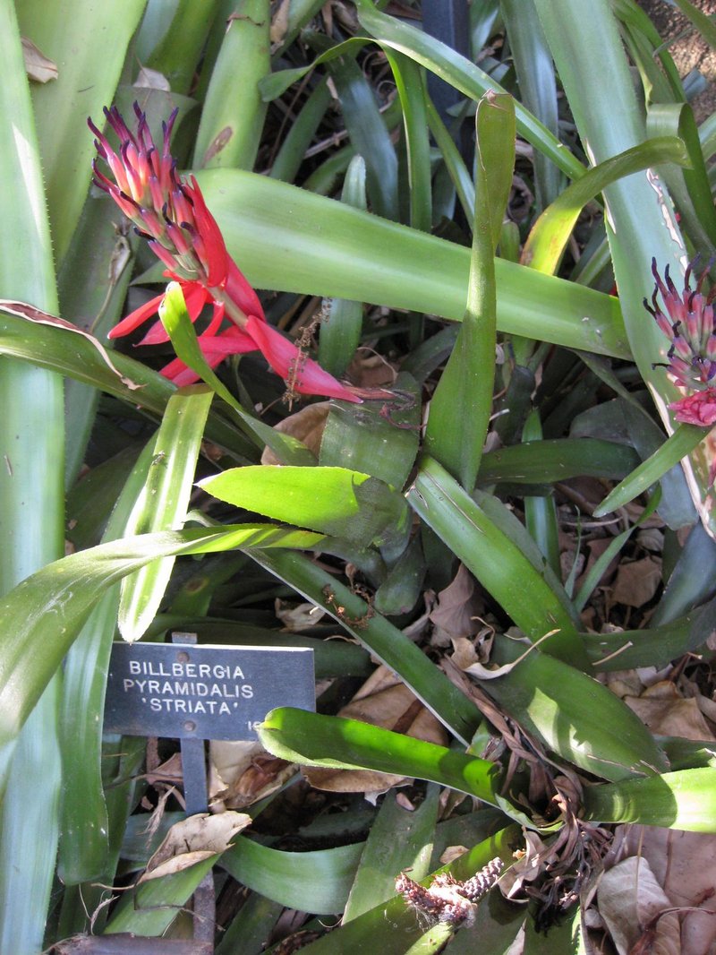 Foolproofplant photo 8