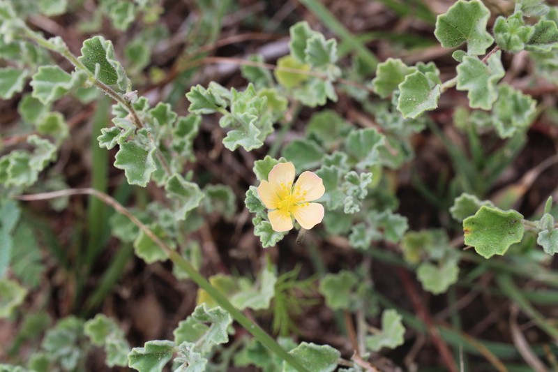 Coppery False Fanpetals