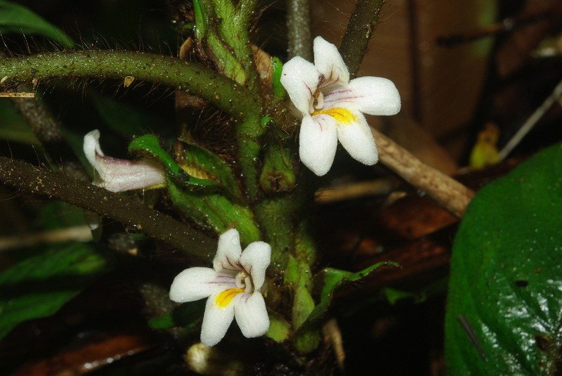 Billolivia lamdongensis photo 2