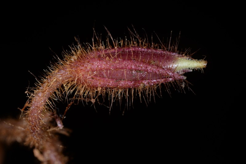 Billolivia lamdongensis photo 3