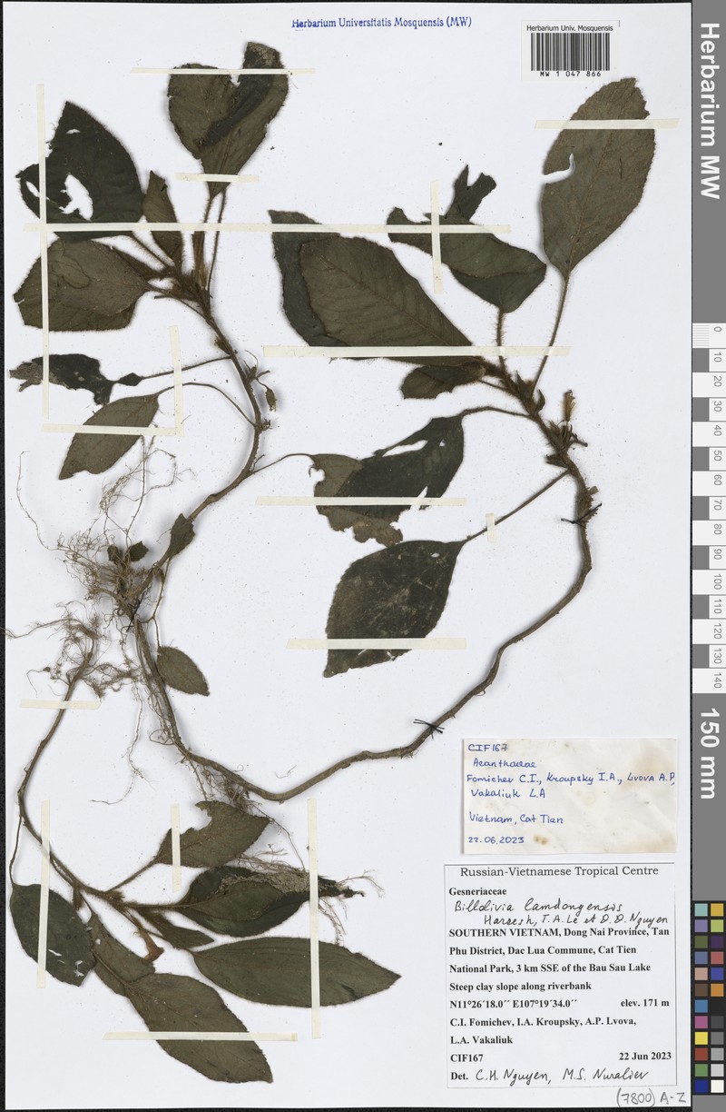Billolivia lamdongensis photo 4