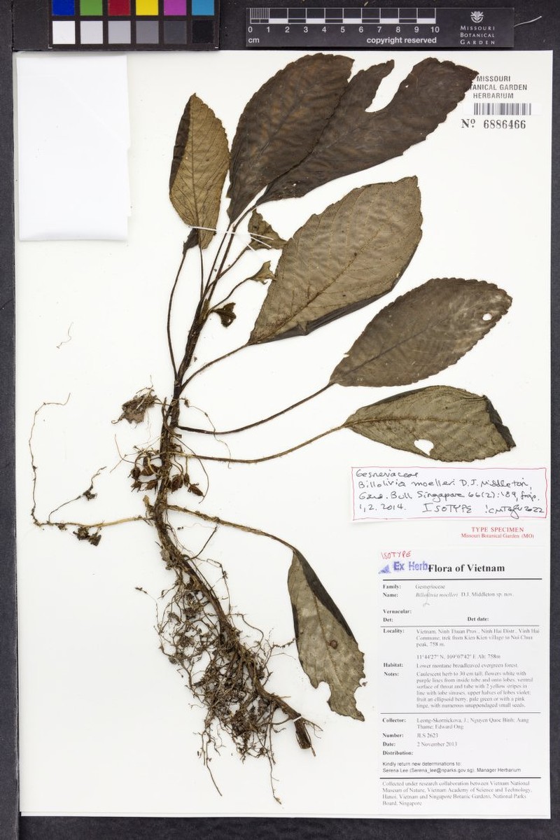 Billolivia moelleri