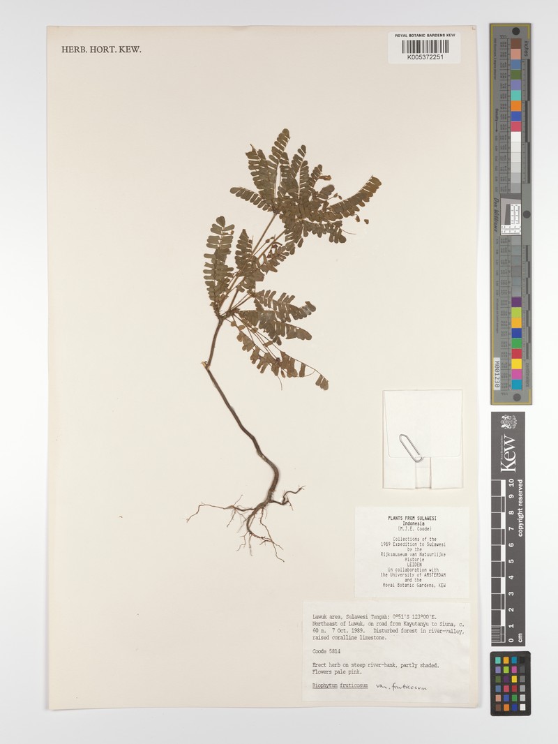 Biophytum fruticosum var. fruticosum