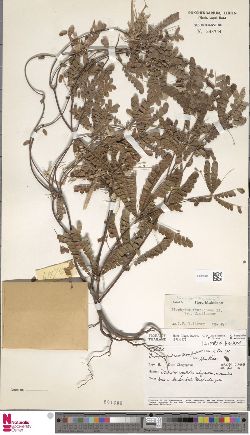 Biophytum fruticosum var. fruticosum photo 2