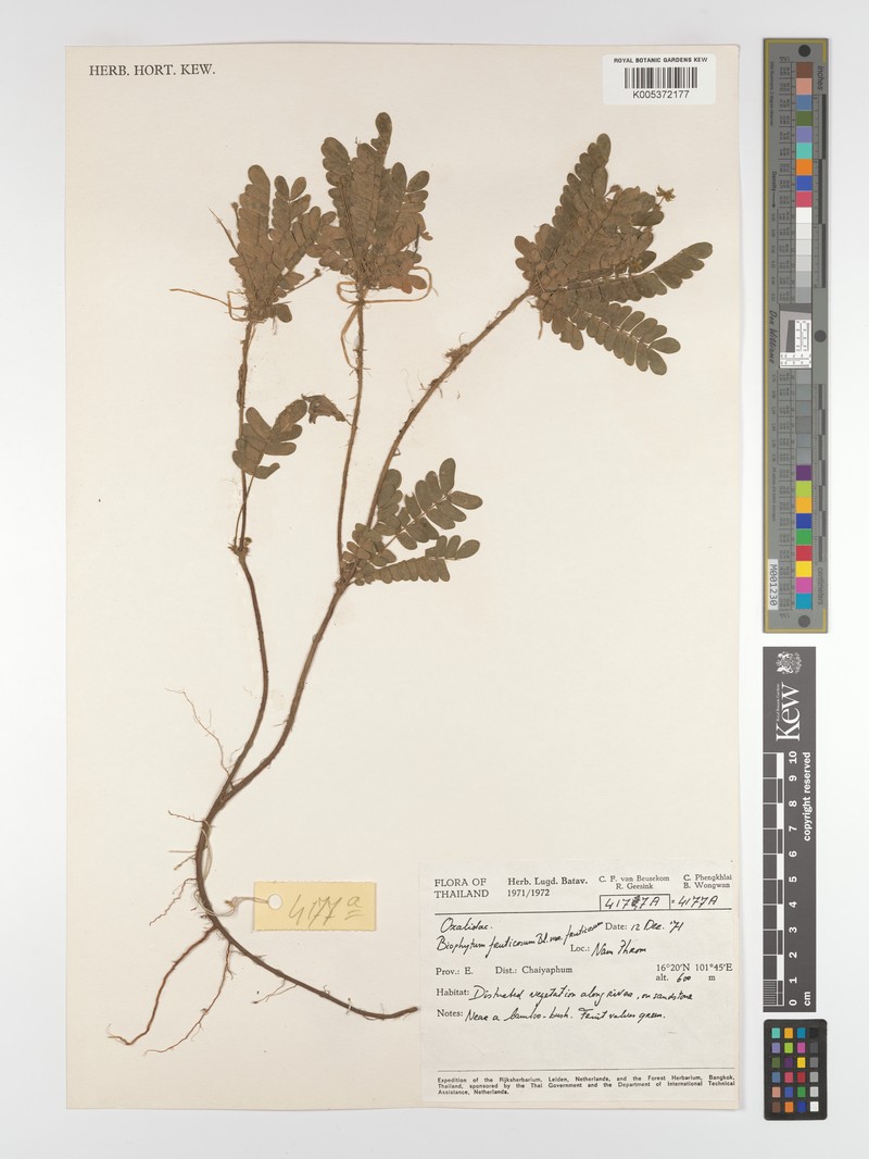 Biophytum fruticosum var. fruticosum photo 3