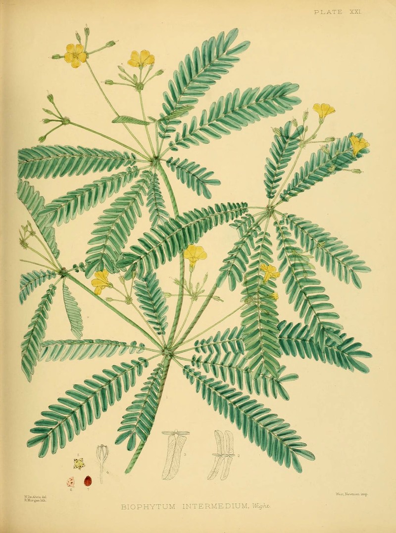 West Indian Woodsorrel