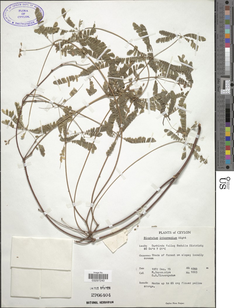 West Indian Woodsorrel