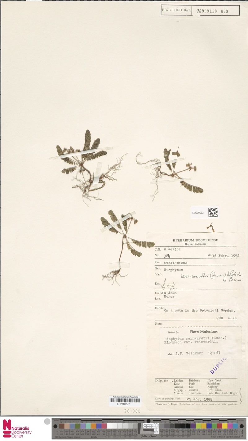 Biophytum reinwardtii var. reinwardtii