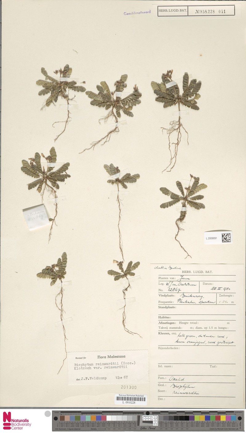 Biophytum reinwardtii var. reinwardtii photo 2