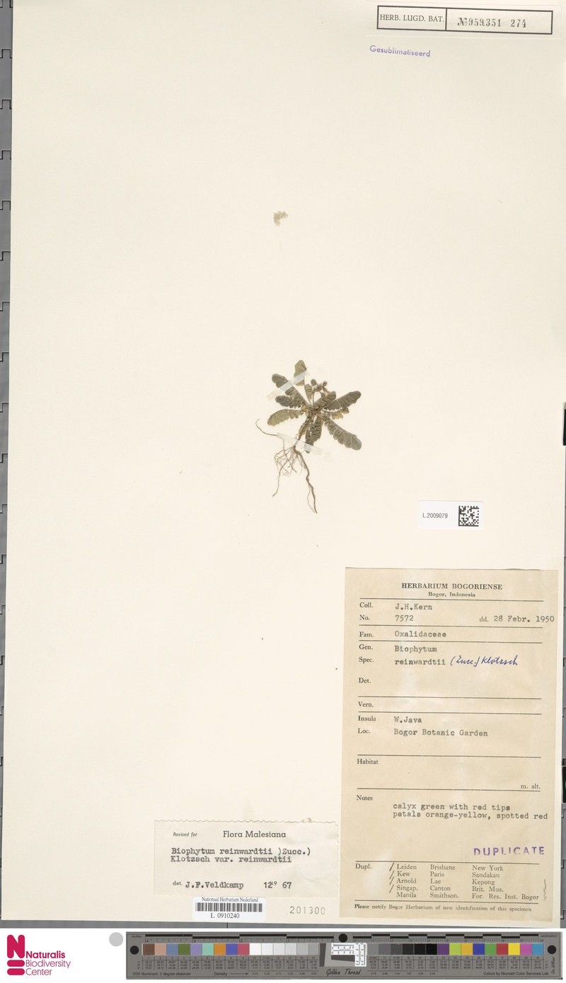 Biophytum reinwardtii var. reinwardtii photo 3