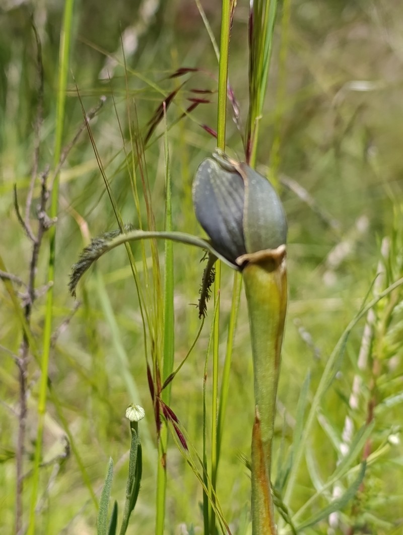 Bipinnula biplumata photo 4
