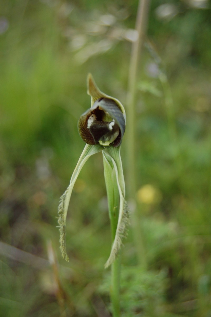 Bipinnula biplumata photo 5
