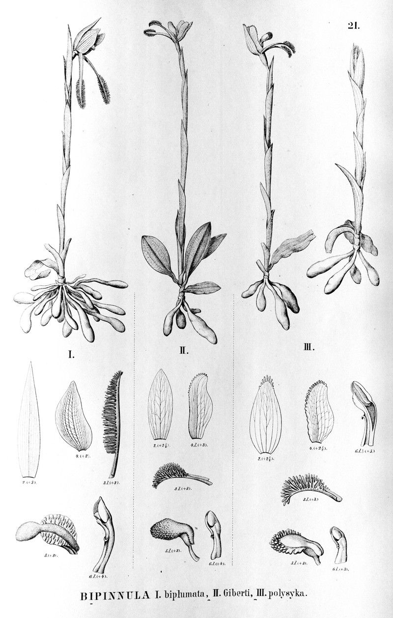 Bipinnula biplumata