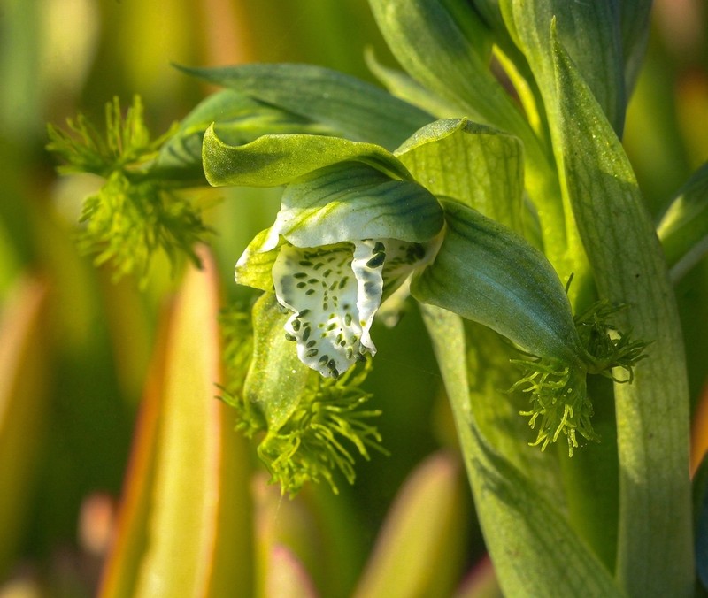 Bipinnula fimbriata