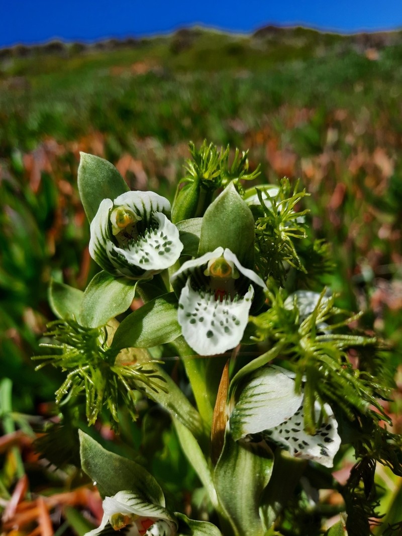 Bipinnula fimbriata photo 2