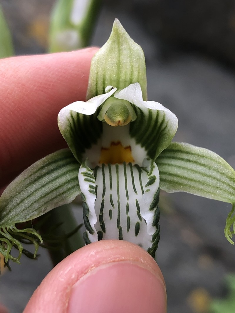 Bipinnula fimbriata photo 3