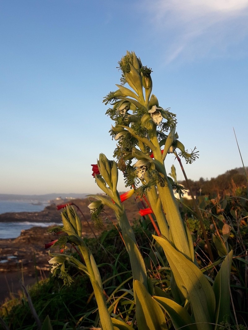 Bipinnula fimbriata photo 4