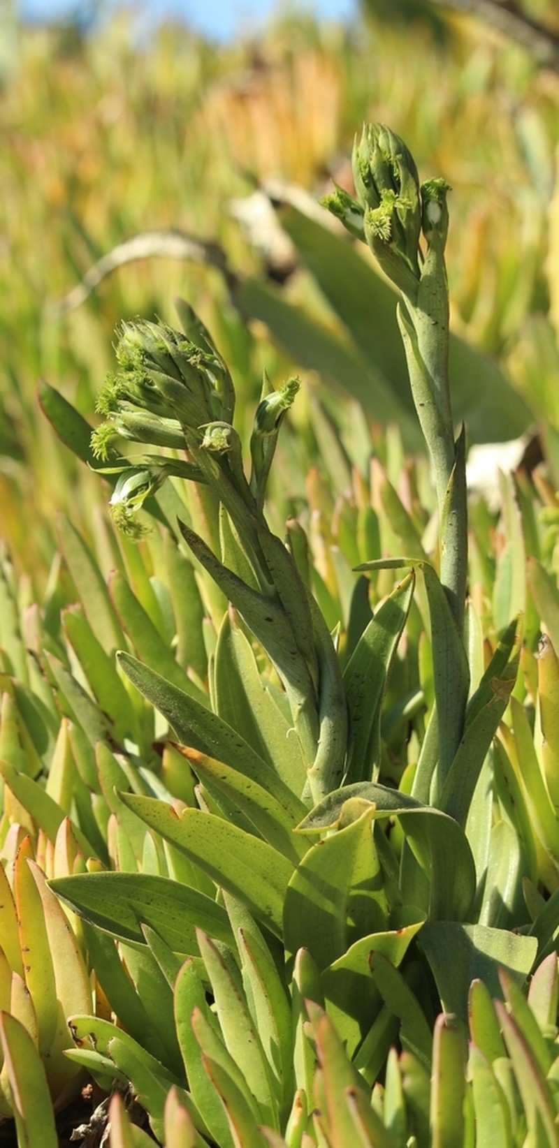 Bipinnula fimbriata photo 5