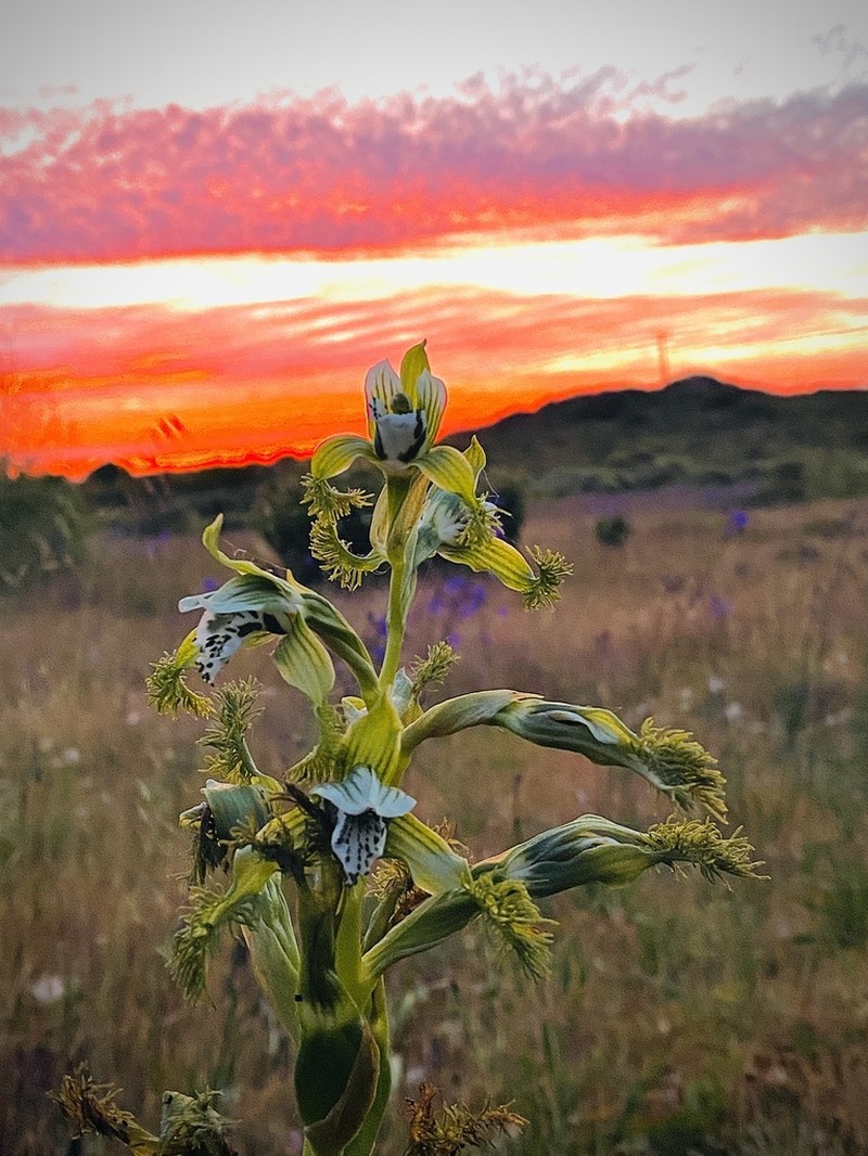 Bipinnula fimbriata photo 6