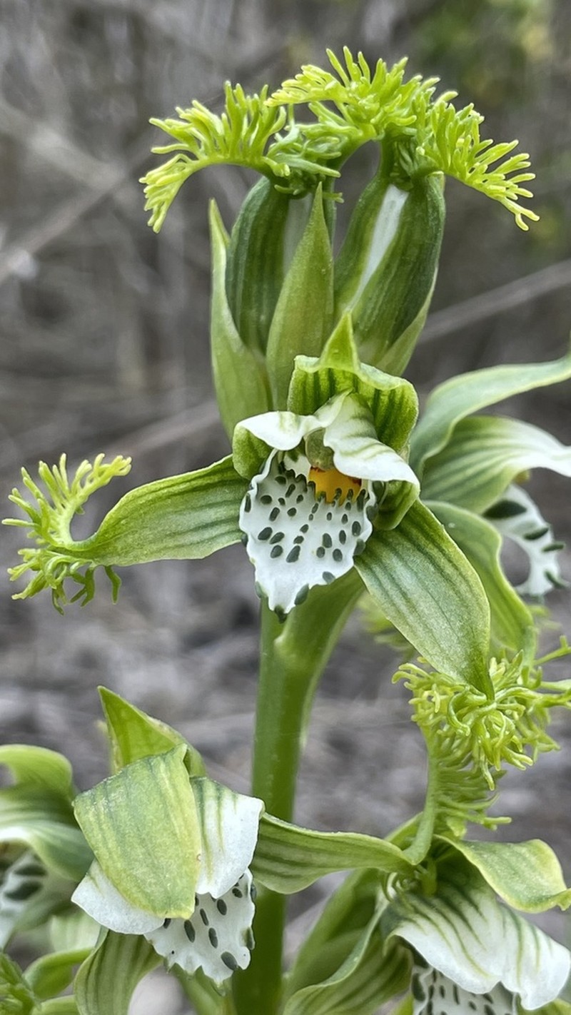 Bipinnula fimbriata photo 7