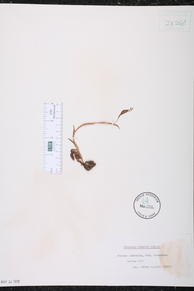 Bipinnula gibertii photo 2