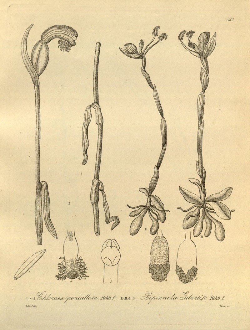Bipinnula gibertii