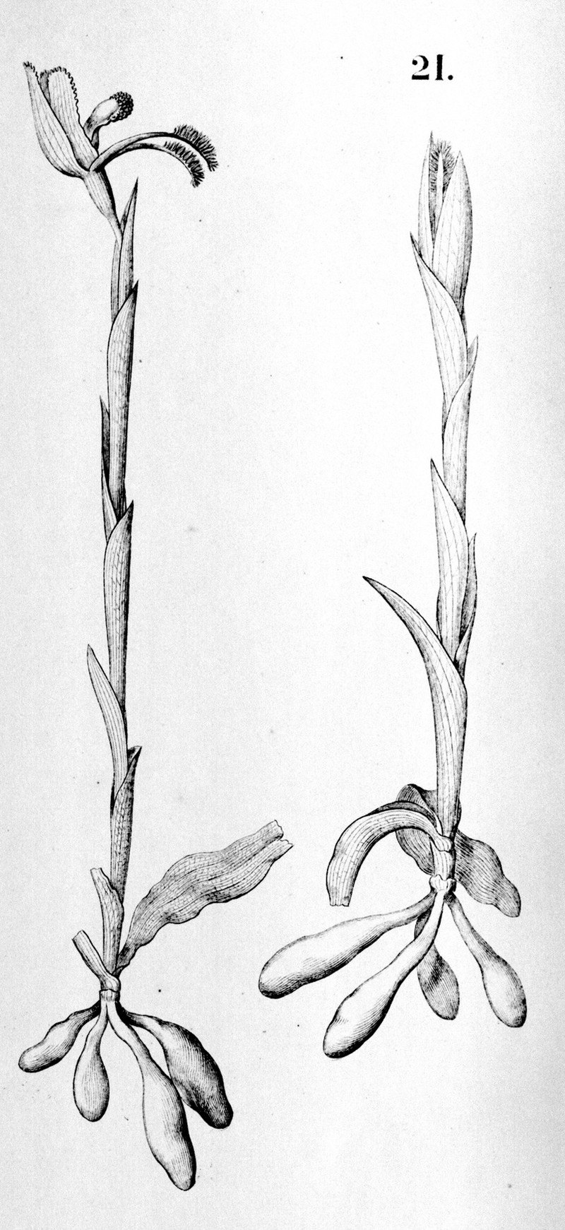 Bipinnula gibertii photo 4