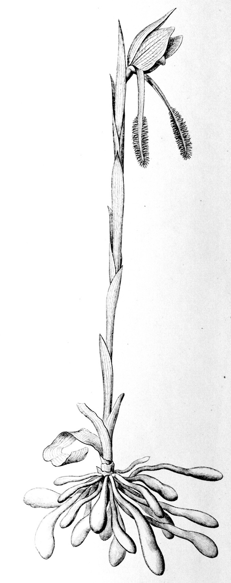 Bipinnula gibertii photo 6