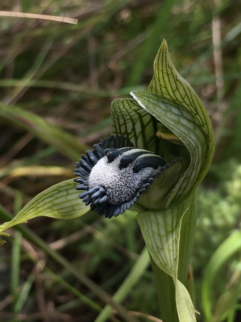 Bipinnula montana