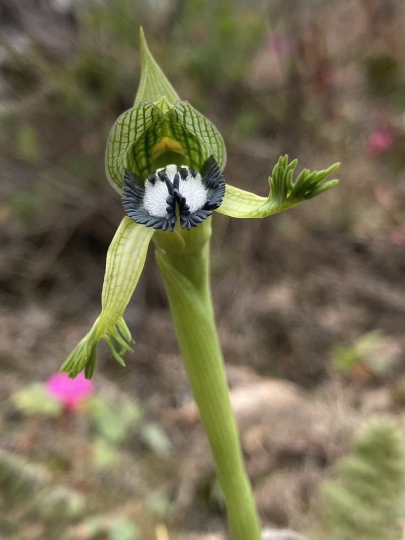 Bipinnula montana photo 2