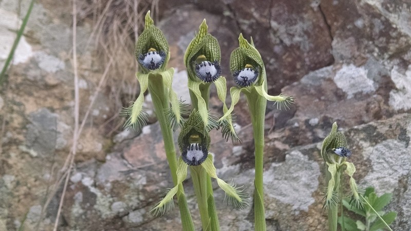 Bipinnula montana photo 3