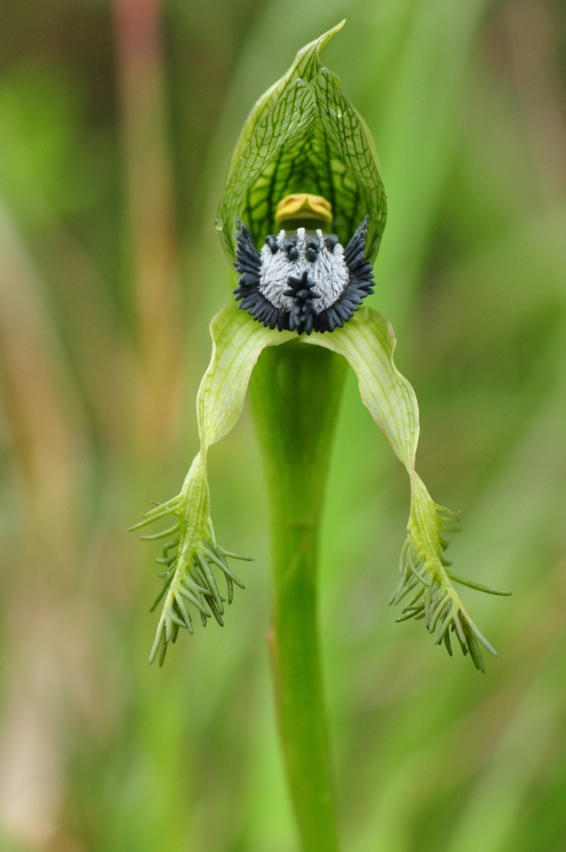 Bipinnula montana photo 5