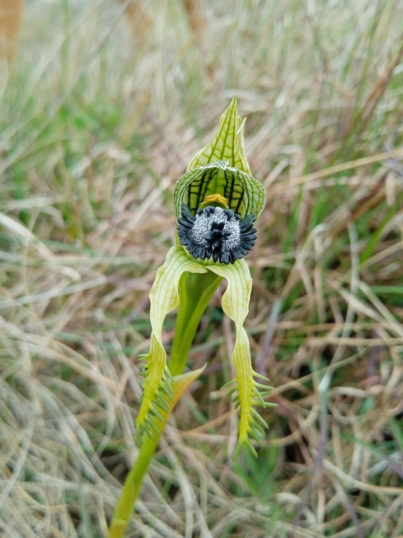 Bipinnula montana photo 6
