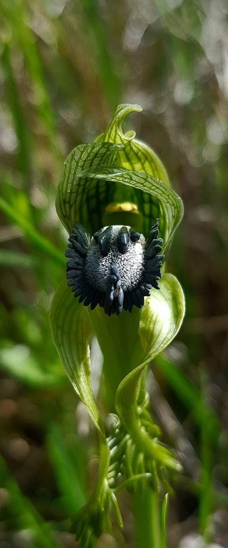 Bipinnula montana photo 8