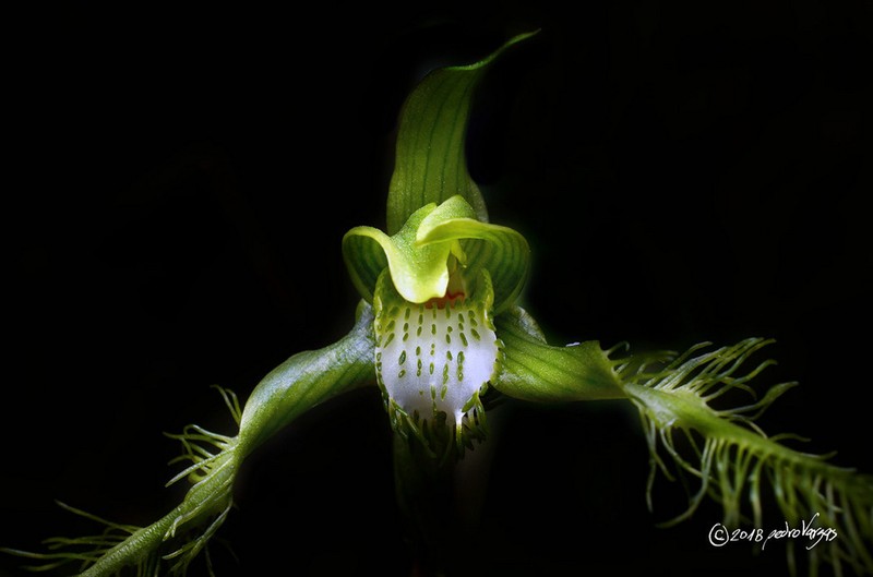 Bipinnula plumosa