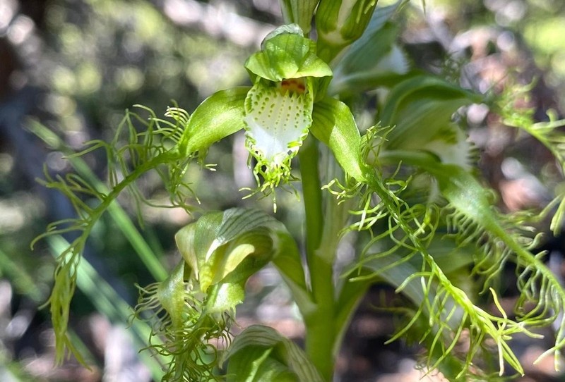Bipinnula plumosa photo 2