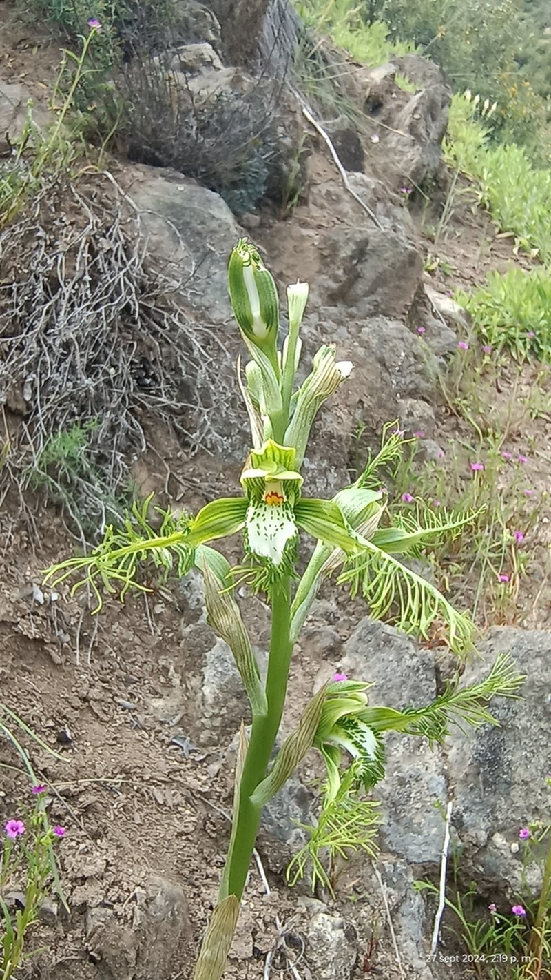 Bipinnula plumosa photo 3