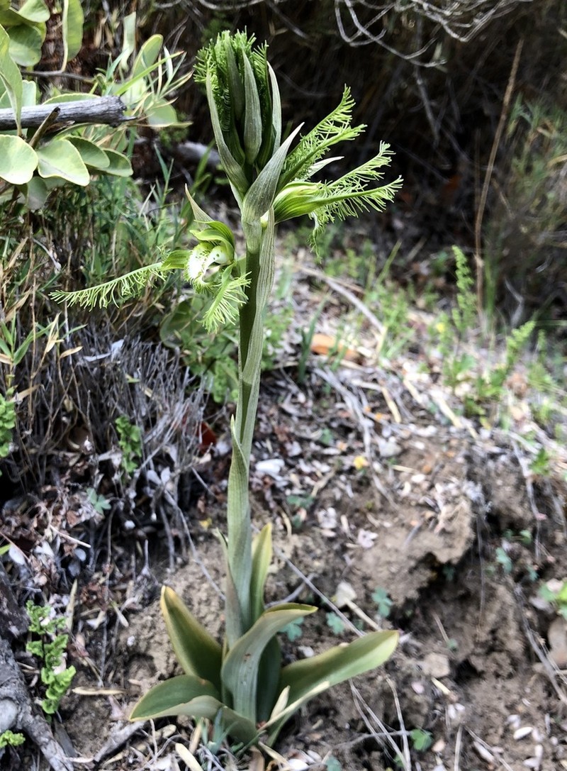 Bipinnula plumosa photo 4