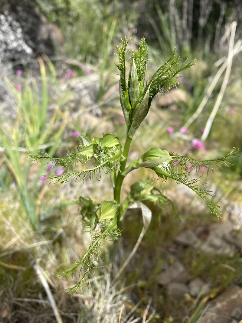 Bipinnula plumosa photo 5