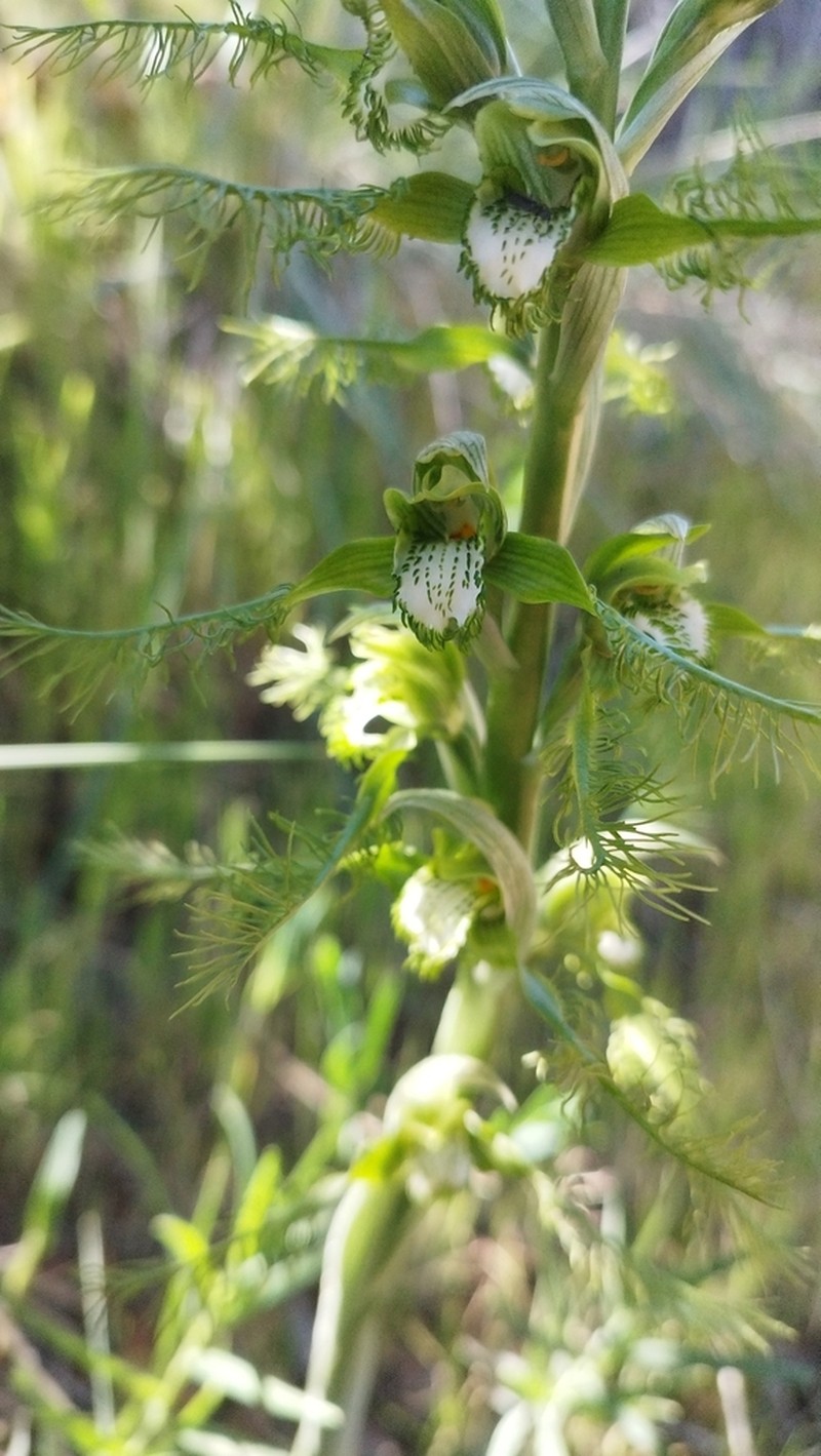 Bipinnula plumosa photo 6