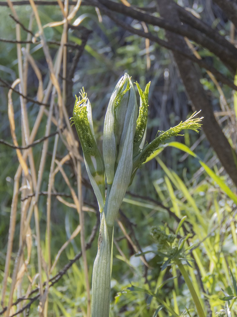 Bipinnula plumosa photo 8