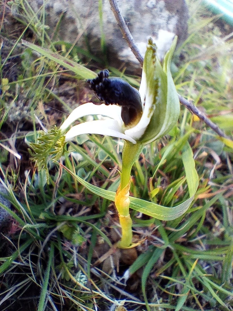 Bipinnula polysyka