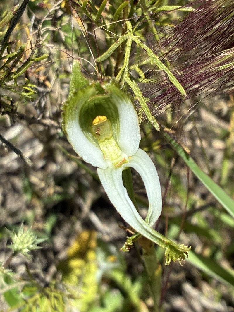 Bipinnula polysyka photo 2