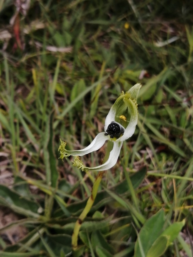 Bipinnula polysyka photo 3