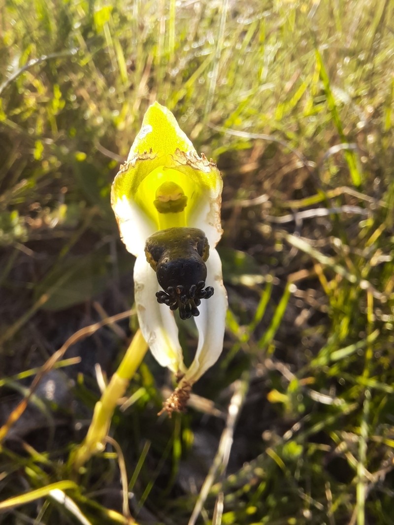 Bipinnula polysyka photo 5