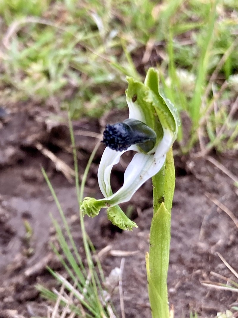 Bipinnula polysyka photo 6