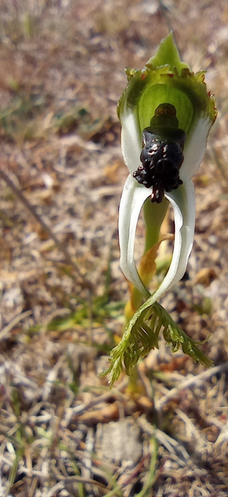 Bipinnula polysyka photo 7