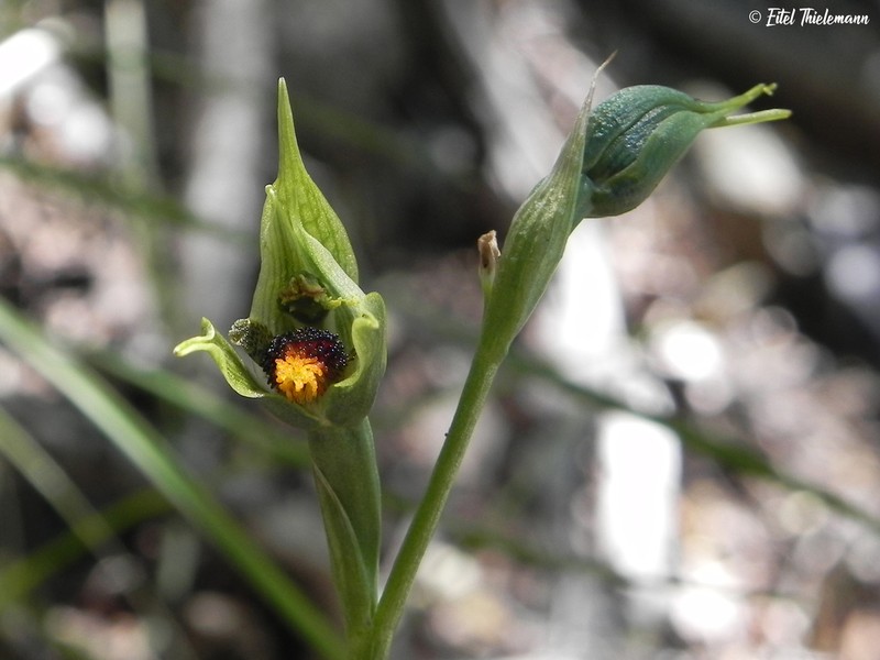 Bipinnula volkmannii photo 2