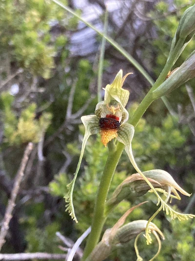 Bipinnula volkmannii photo 3